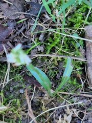 Spiranthes ovalis erostellata