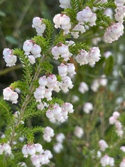 Erica glomiflora