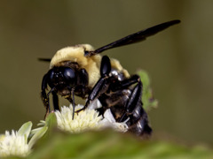 Bombus fraternus