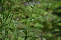 Erigeron acris kamtschaticus