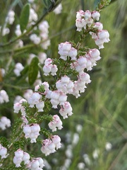 Erica glomiflora