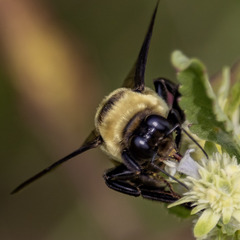 Bombus fraternus