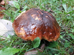 Neoboletus erythropus