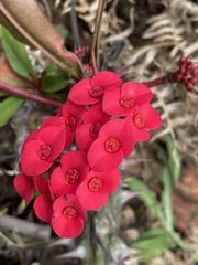 Euphorbia milii