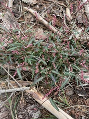Persicaria minor