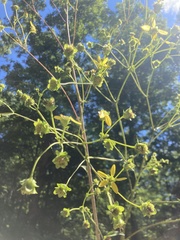 Silphium compositum reniforme