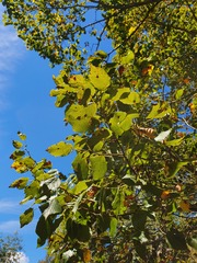 Tilia platyphyllos