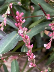 Persicaria minor
