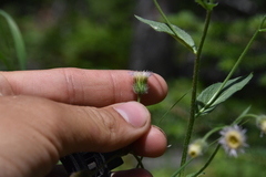 Erigeron acris kamtschaticus