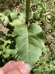 Silphium compositum reniforme