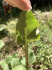 Silphium compositum reniforme