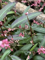 Persicaria minor