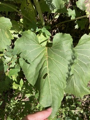 Silphium compositum reniforme