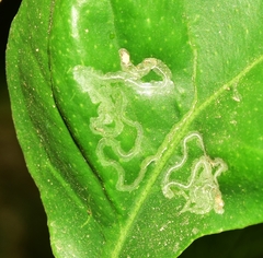 Phyllocnistis citrella