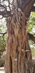 Ficus sansibarica