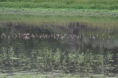 Charadriiformes