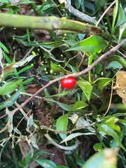Ruscus aculeatus