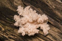 Hericium coralloides