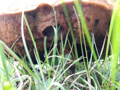 Neoboletus erythropus