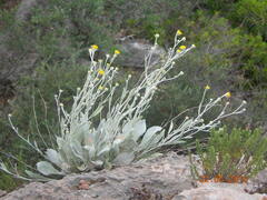 Pentanema verbascifolium