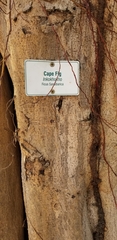 Ficus sansibarica