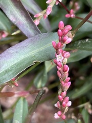 Persicaria minor
