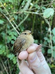 Troglodytes pacificus