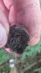 Daldinia concentrica