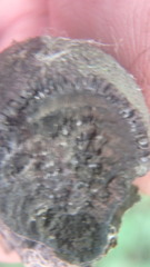 Daldinia concentrica