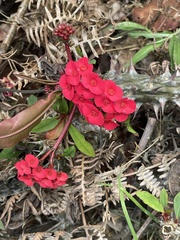 Euphorbia milii