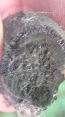 Daldinia concentrica