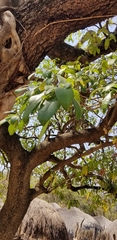 Ficus sansibarica