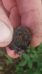 Daldinia concentrica