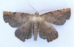 Phyllodonta peccataria