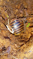 Aptera fusca