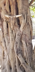 Ficus sansibarica