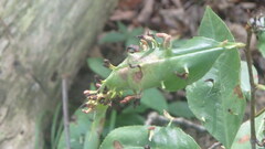 Eriophyes cerasicrumena