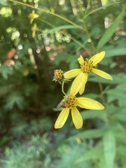 Helianthus microcephalus