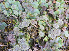 Marchantia polymorpha ruderalis