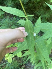 Helianthus microcephalus