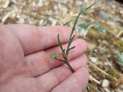 Diplotaxis tenuifolia