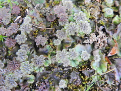 Marchantia polymorpha ruderalis