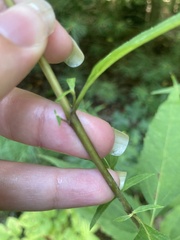 Helianthus microcephalus