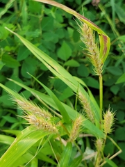 Elymus virginicus