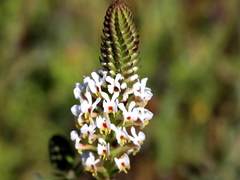 Hebenstretia integrifolia