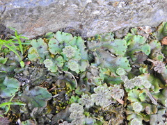 Marchantia polymorpha ruderalis