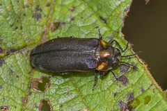 Eupristocerus cogitans