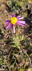 Senecio arenarius