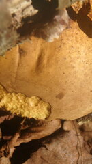 Suillus tomentosus