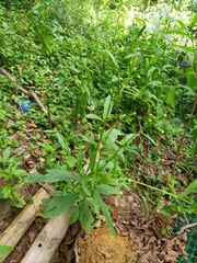 Erechtites hieraciifolius